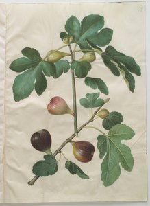 Ficus carica do álbum Gottorfer Codex, c.1650 (guache no pergaminho)