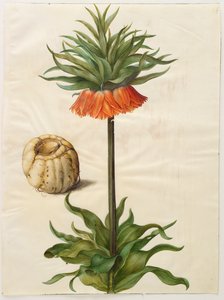 Fritilleria imperialis do álbum Gottorfer Codex, c.1650 (guache em pergaminho)