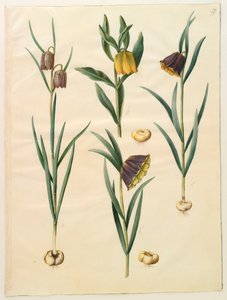 Fritilleria meleagris do álbum Gottorfer Codex, c.1650 (guache no pergaminho)