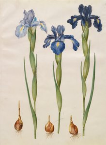 Iris xiphiodes do álbum Gottorfer Codex, c.1650 (guache no pergaminho)