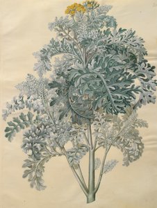 Jacobaea maritima do álbum Gottorfer Codex, c.1650 (guache em pergaminho)