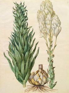 Lilium candidum monstrosum do álbum Gottorfer Codex, c.1650 (guache no pergaminho)