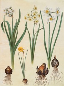 Narcissus tazetta, narcissus orientalis e corbularia bulbocodium do álbum Gottorfer Codex, c.1650 (guache no pergaminho)