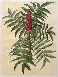 Rhus typhina do álbum Gottorfer Codex, c.1650 (guache no pergaminho)