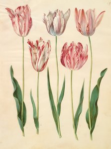 Tulipa gesneriana do álbum Gottorfer Codex, c.1650 (guache no pergaminho)