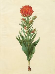 Tulipa gesneriana do álbum Gottorfer Codex, c.1650 (guache no pergaminho)