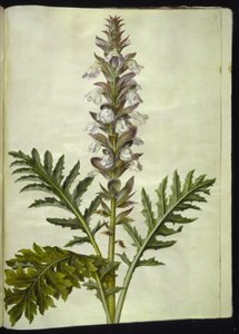 Acanthus hungaricus (hungarsk akantus) de Hans Simon Holtzbecker
