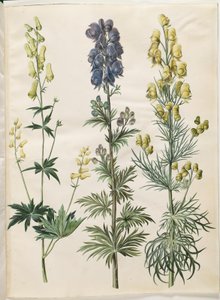 Aconitum lycoctonum (nordisk stormhat); Napellus de acônito (chapéu de tempestade Ægte); Acônito anthora (finbladet stormhat) de Hans Simon Holtzbecker