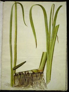 Acorus kalmus (almindelig kalmus) de Hans Simon Holtzbecker