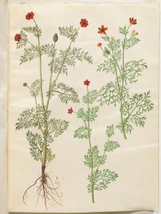 Adonis anual (høst-adonis); Verão de Adonis (sommer-adonis) de Hans Simon Holtzbecker