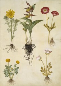 Vernal Adonis (vår-adonis); Cypripedium calceolus (stor fruesko); ranúnculo asiático (have-ranunkel); Buttercup (arte de ranunkel) de Hans Simon Holtzbecker