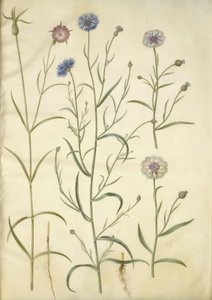 Agrostemma githago (rocha comum); Centaurea cyanus (centáurea) de Hans Simon Holtzbecker