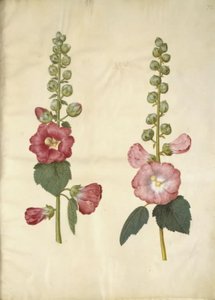 Alcea rosea (ter-stokrose) de Hans Simon Holtzbecker