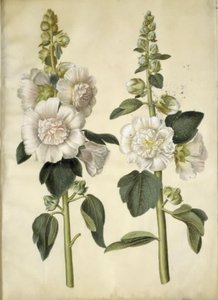 Alcea rosea (ter-stokrose) de Hans Simon Holtzbecker