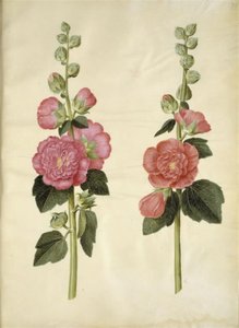 Alcea rosea (ter-stokrose) de Hans Simon Holtzbecker