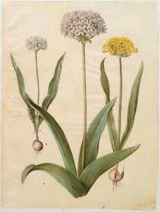 Allium moly (cebola dourada); Allium nigrum (cebola preta) de Hans Simon Holtzbecker