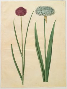 Allium sphaerocephalon (cebola mediterrânica); Allium nigrum (cebola preta) de Hans Simon Holtzbecker