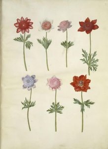 Anêmona coronaria (anêmona de fransk) de Hans Simon Holtzbecker