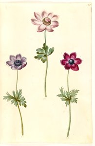 Anêmona coronaria (anêmona de fransk) de Hans Simon Holtzbecker