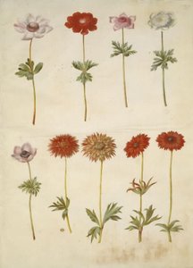 Anêmona coronaria (anêmona francesa); Anêmona ×fulgens (anêmona brilhante) de Hans Simon Holtzbecker