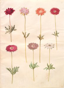 Anêmona coronaria (anêmona francesa); Anêmona ×fulgens (anêmona brilhante) de Hans Simon Holtzbecker