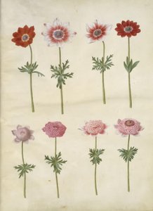 Anemone coronaria L. (anêmona francesa); Anêmona pavonina (anêmona de pavão) de Hans Simon Holtzbecker