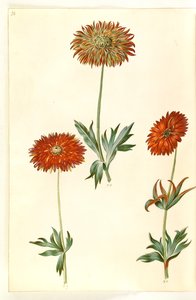 Anêmona ×fulgens (anêmona brilhante) de Hans Simon Holtzbecker