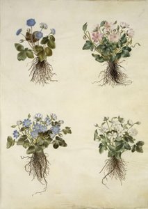 Anêmona hepática (anêmona azul) de Hans Simon Holtzbecker
