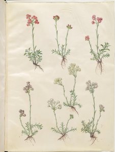 Antennaria dioica (pé de gato comum) de Hans Simon Holtzbecker