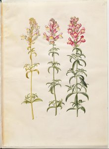 Antirrhinus majus (have-løvemund) de Hans Simon Holtzbecker