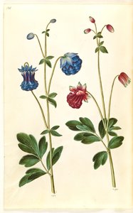 Aquilegia vulgaris (colombina comum) de Hans Simon Holtzbecker