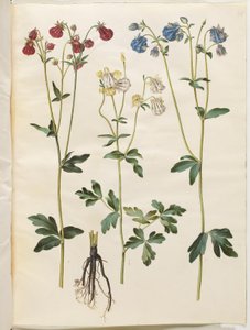 Aquilegia vulgaris (colombina comum) de Hans Simon Holtzbecker