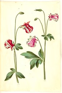Aquilegia vulgaris (colombina comum) de Hans Simon Holtzbecker