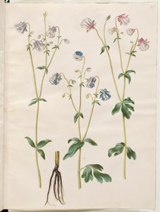 Aquilegia vulgaris (colombina comum) de Hans Simon Holtzbecker