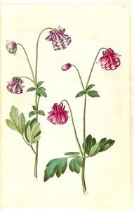 Aquilegia vulgaris (colombina comum) de Hans Simon Holtzbecker
