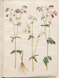 Aquilegia vulgaris (colombina comum) de Hans Simon Holtzbecker