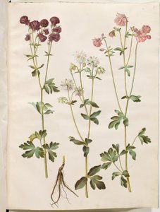 Aquilegia vulgaris (colombina comum) de Hans Simon Holtzbecker
