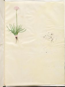 Armeria maritima (grama inglesa comum) de Hans Simon Holtzbecker