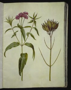Asclepias incarnata (rosa-silkeplante) de Hans Simon Holtzbecker