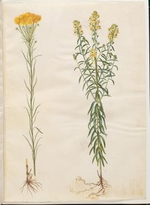 Aster linosyris (ásteres de cabelo dourado); Linaria vulgaris (boca de bacalhau comum) de Hans Simon Holtzbecker