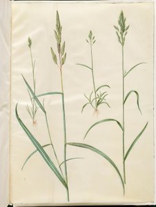 Cevada Bromus (blød hejre); Phalaris arundinacea de Hans Simon Holtzbecker