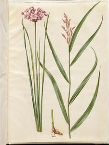 Butomus umbellatus (vela nupcial); Phragmites australis (junco comum) de Hans Simon Holtzbecker