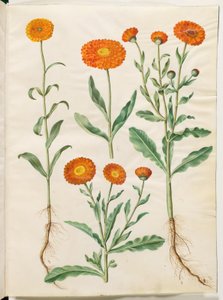 Calendula officinalis (calêndula de jardim) de Hans Simon Holtzbecker