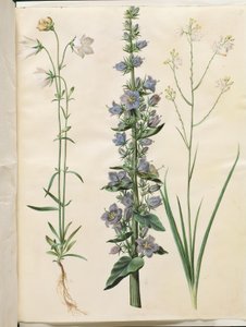 Campanula persicifolia (smalbladet kloke); Sino piramidal (piramida-klokke); Anthericum ramosum (grenet edderkopurt) de Hans Simon Holtzbecker