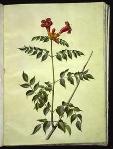 Campsis radicans (flor de trombeta comum) de Hans Simon Holtzbecker