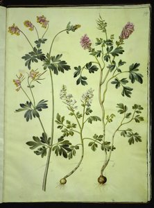 Capnoides sempervirens (arlequim); Corydalis solida (larkspur de haste longa) de Hans Simon Holtzbecker