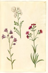 Cardamine pratensis (agrião); Campanula rotundifolia (?) (sino do sofrimento); Silene vulgaris (?) (mariposa da bexiga) de Hans Simon Holtzbecker
