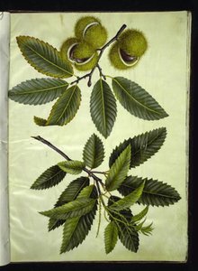 Castanea sativa (castanha verdadeira) de Hans Simon Holtzbecker