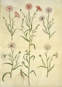 Centaurea cyanus (centáurea) de Hans Simon Holtzbecker