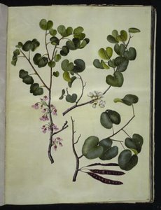 Cercis siliquastrum (almindelig judastræ) de Hans Simon Holtzbecker